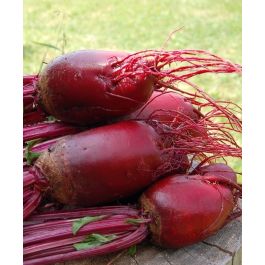 Details about   Beetroot Cylindra Vegetable Plant Seeds Summer Outdoor Patio Bed EU Standard 