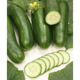 till - Mathis Mini Farm - Cucumbers