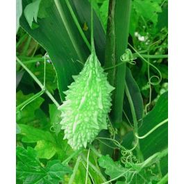 Bitter Melon Edible Gourd John Scheepers Kitchen Garden Seeds