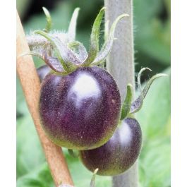 Indigo Rose Cherry Tomato | John Scheepers Kitchen Garden Seeds