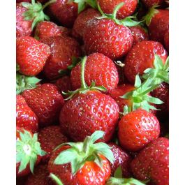 Strawberry Fresca    250 seeds 