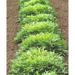 Rhodos Très Fine Maraîchère Endive | John Scheepers Kitchen Garden Seeds