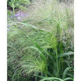 Frosted Explosion Grass 30 Seeds Dramatic Grass Panicum Elegans Easy to Grow