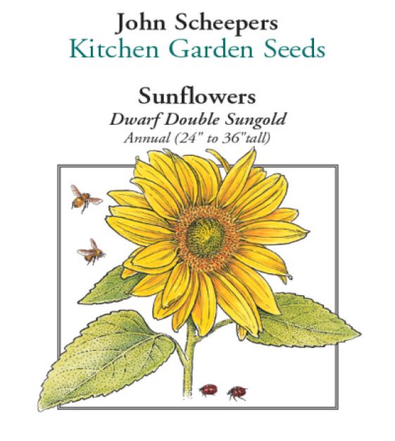 Dwarf Double Sungold Sunflower | John Scheepers Kitchen Garden Seeds