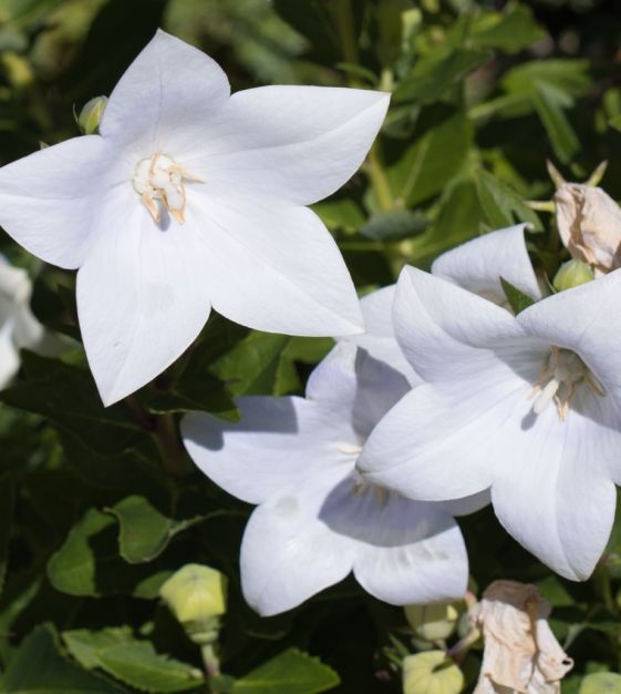 The Balloon Flower Mixture | John Scheepers Kitchen Garden Seeds