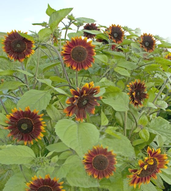 Shock-o-Lat Sunflower | John Scheepers Kitchen Garden Seeds