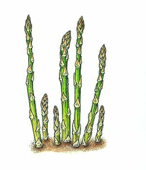 Asparagus Rollups