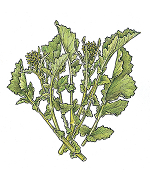 Sautéed Broccoli Raab
