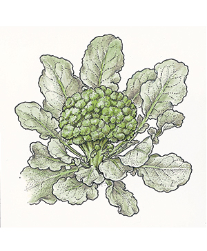 Gene’s Broccoli Pecan Salad