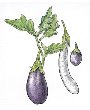 Oven-Baked Eggplant