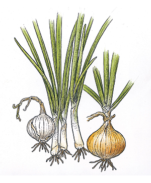 Happy Onions