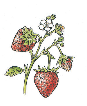 Yogurt Hang-up with Strawberries