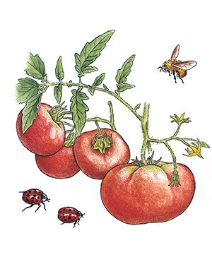 Tomatoes Provençale