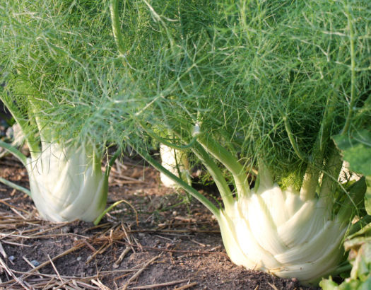 Fennel is Our Friend