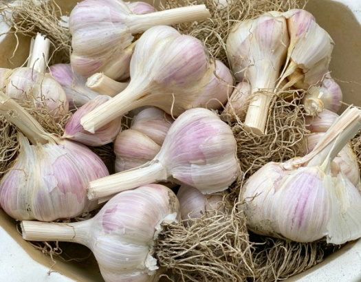 Garlic Growing Instructions