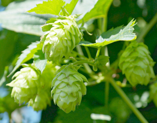 Hops Growing Instructions