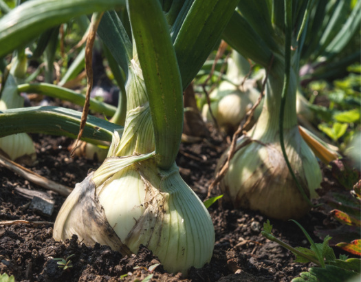 Harvest-Time Tips for Globe Onions and Garlic