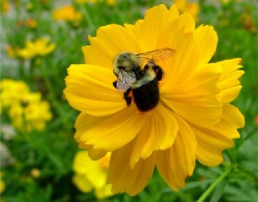 Our Pollinators are in Peril