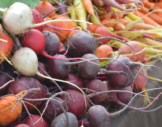 Tips for Harvesting and Storing Root Vegetables