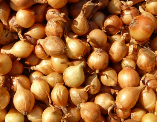 Onion & Shallot Growing Instructions