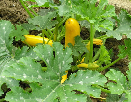 Summer Squash Growing Instructions